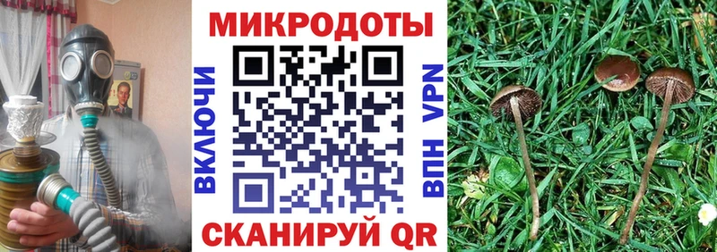 omg   Дагестанские Огни  Галлюциногенные грибы Psilocybine cubensis 